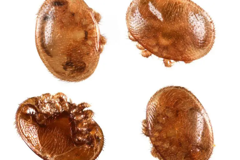 Varroa Mites