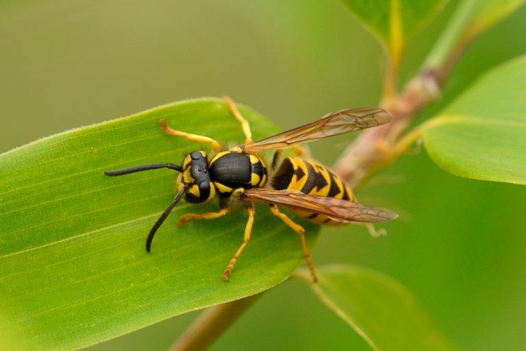 Wasps