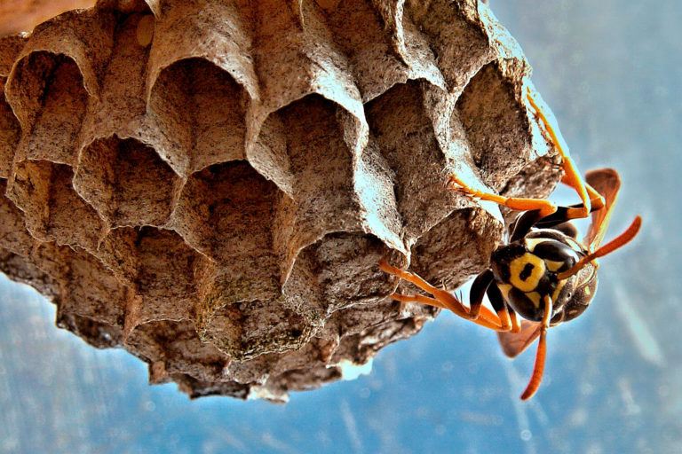 How To Get Rid Of A Wasp Nest