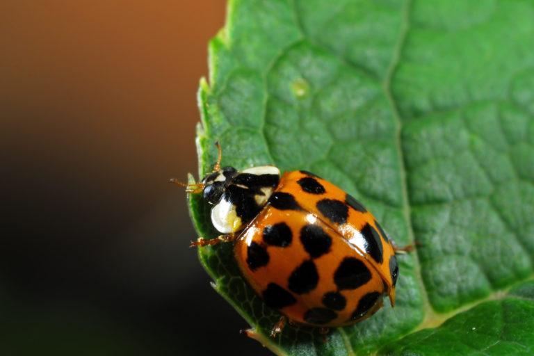 Asian Lady Beetles