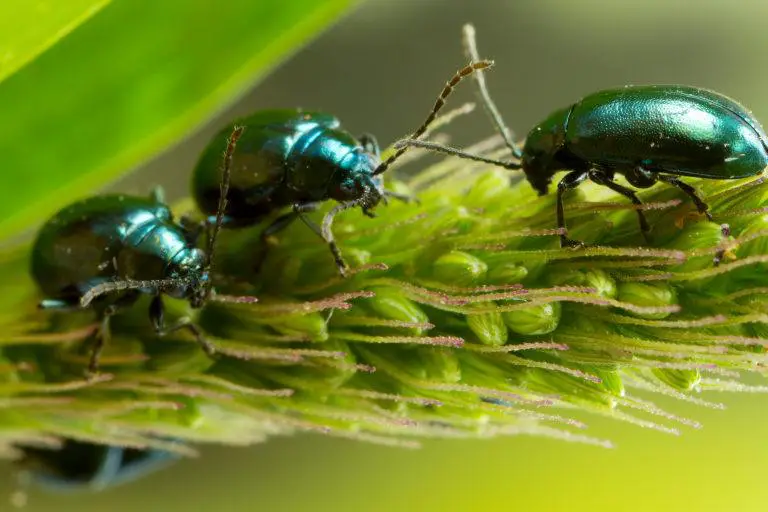 Flea Beetles