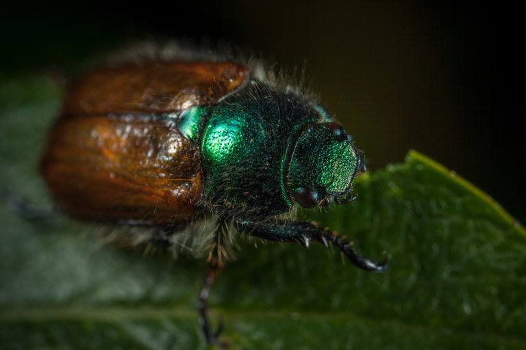 Japanese Beetles