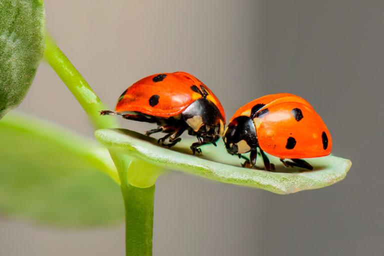 Ladybugs