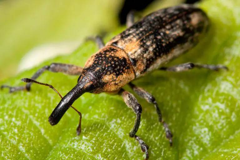 Weevils