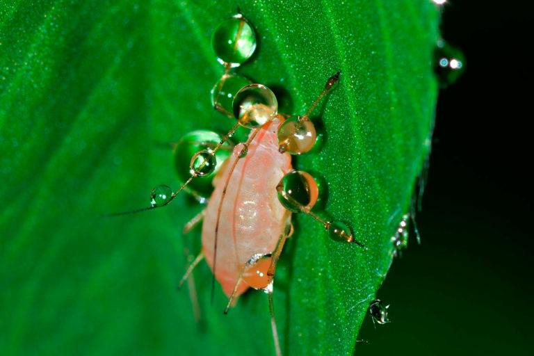 Getting Rid Of Aphids On Fruit Trees | Fruit Trees