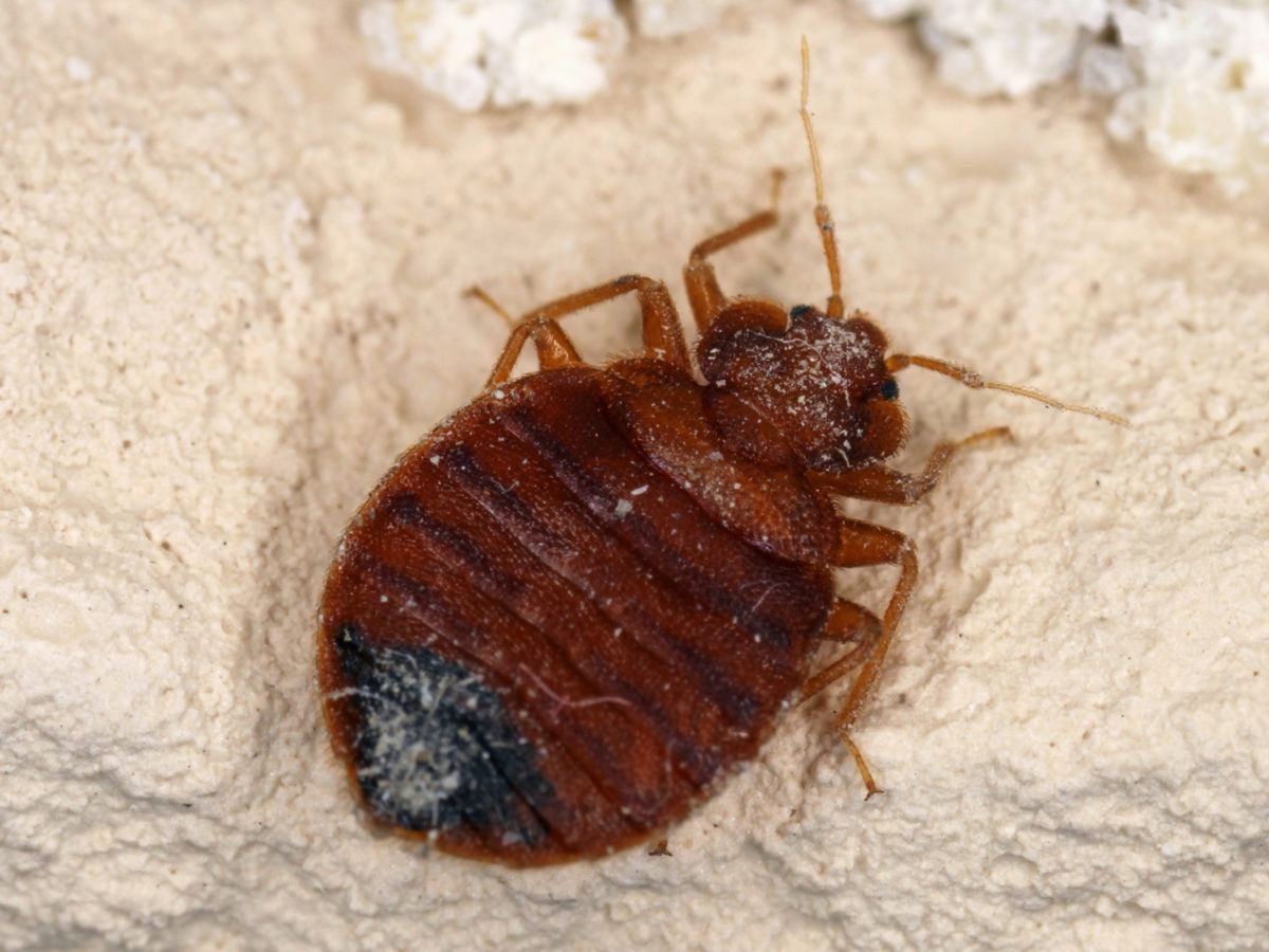 How To Get Rid Of Bed Bugs