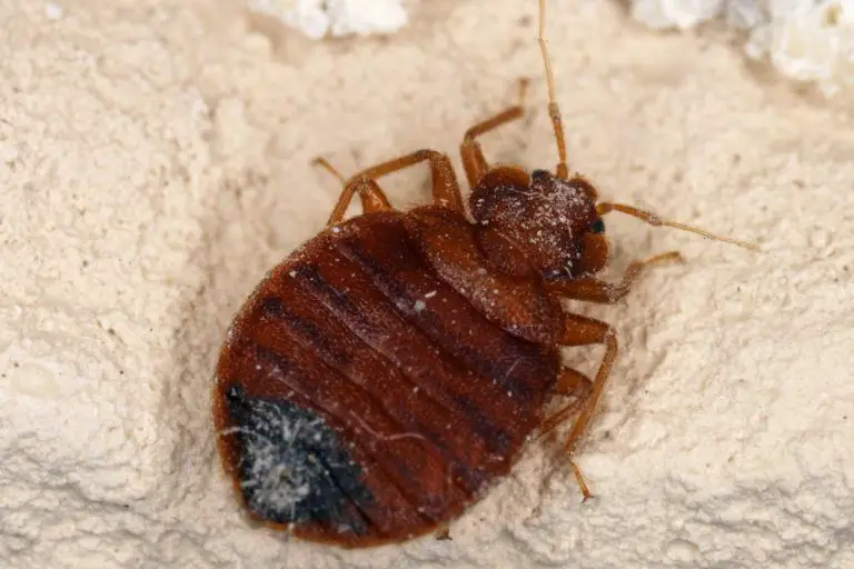 How To Get Rid Of Bed Bugs Getridofthings Com