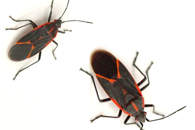 Boxelder Bugs