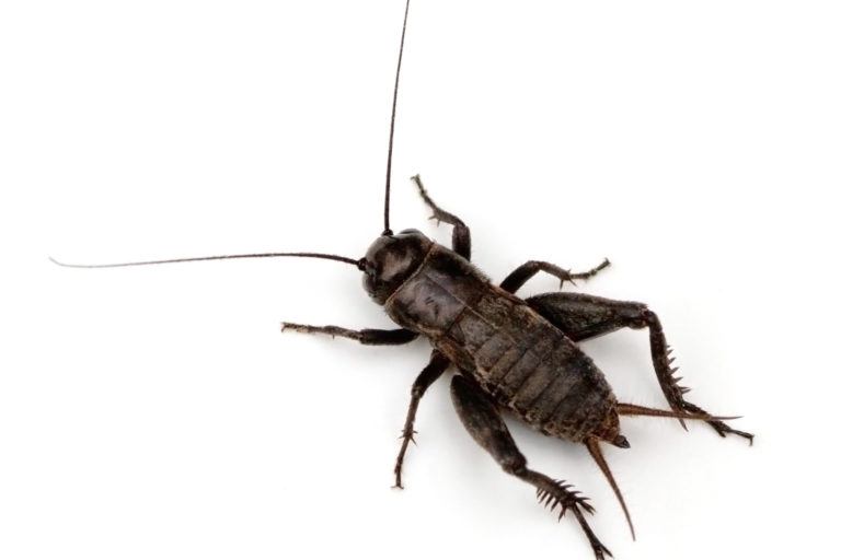 How To Get Rid Of Crickets