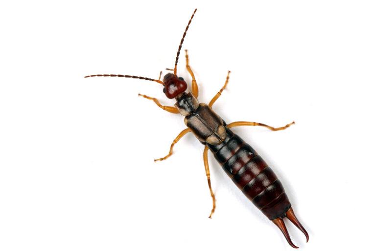 Earwigs