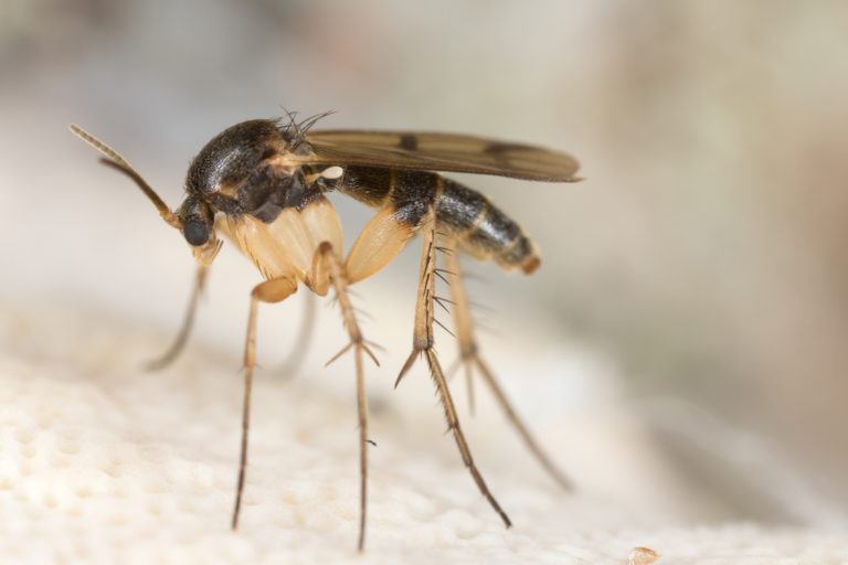 How to Get Rid of Fungus Gnats | GetRidofThings.com