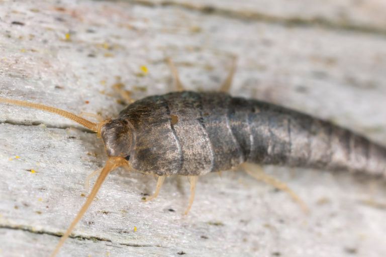 How To Get Rid Of Silverfish Getridofthings Com