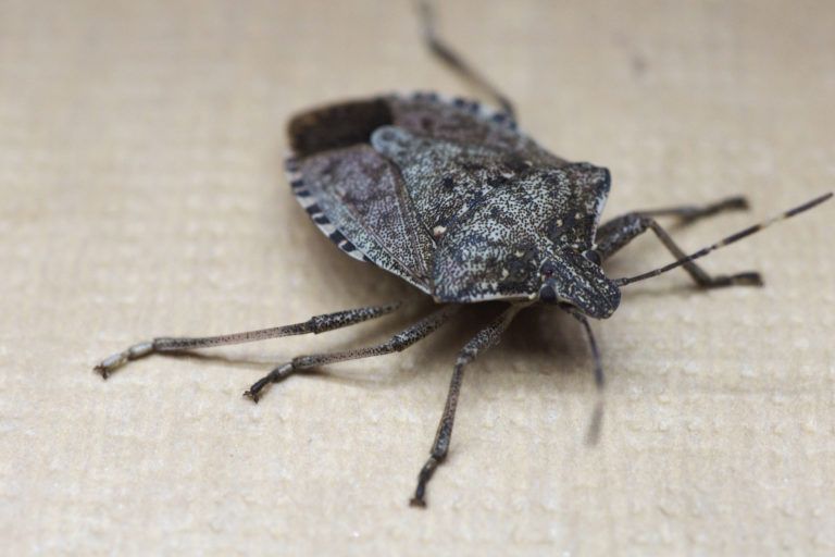 Stink Bugs