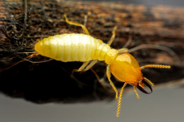 Termites