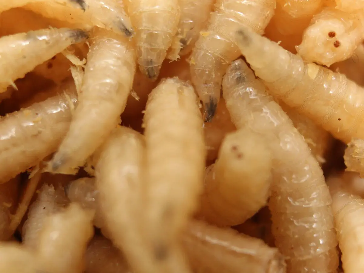 4 Ways to Get Rid of a Maggot Infestation