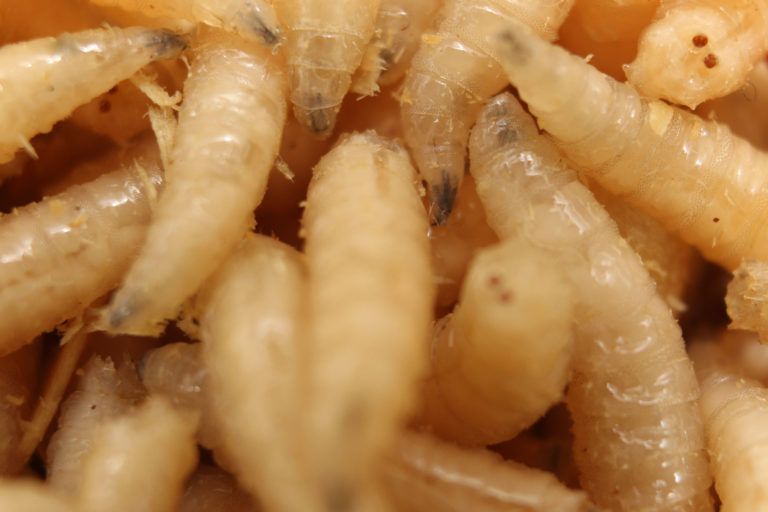 How To Get Rid Of Maggots Getridofthings Com