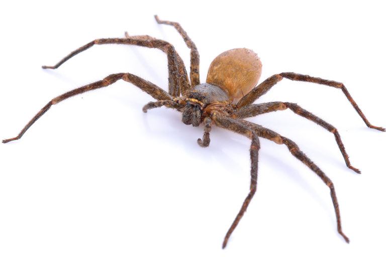 Brown Recluse Spiders