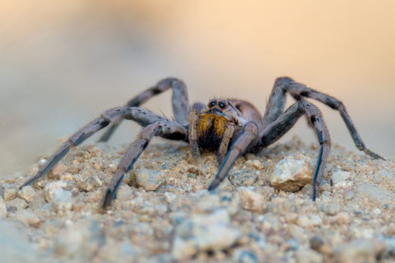 How to Get Rid of Wolf Spiders