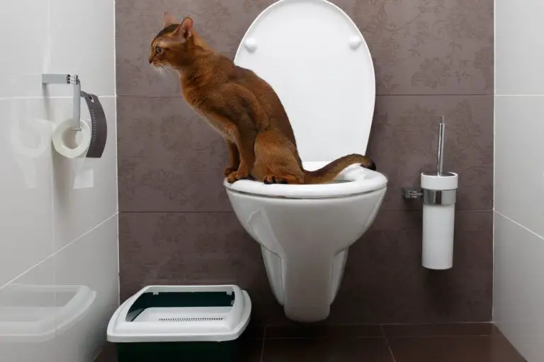 Cat Urine