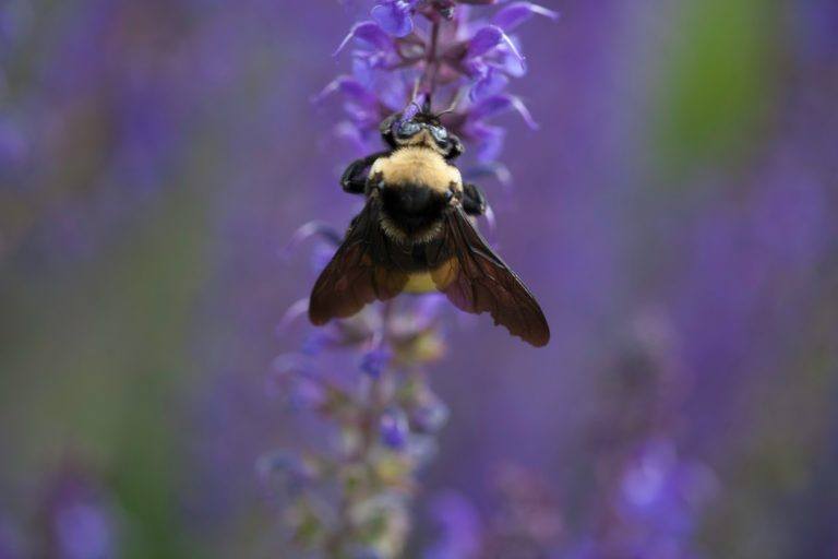 Carpenter Bees