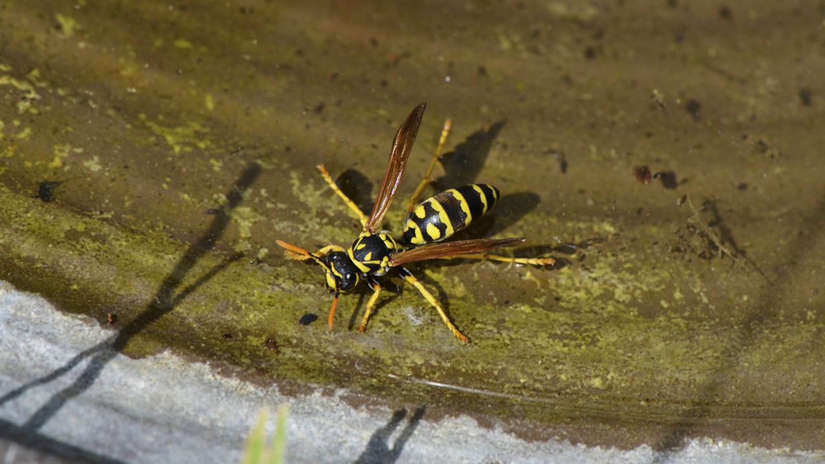 Will Mothballs Get Rid Of Yellow Jackets