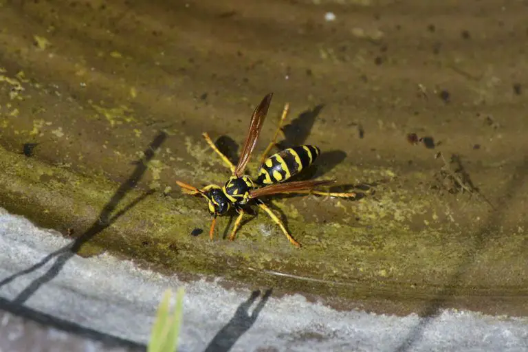 Yellow Jacket: How to Identify and Get Rid Of These Pests