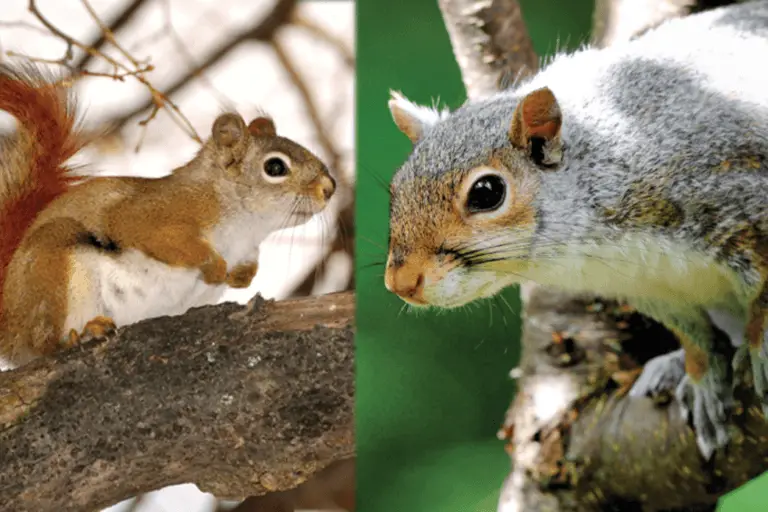 red vs. gray squirrel get rid of