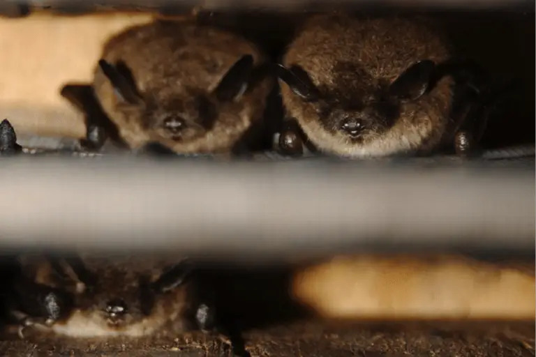 bats in the shed