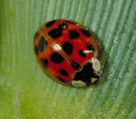 ladybug infestation