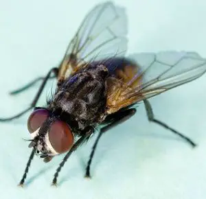 maggot housefly