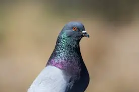 get rid of pigeons